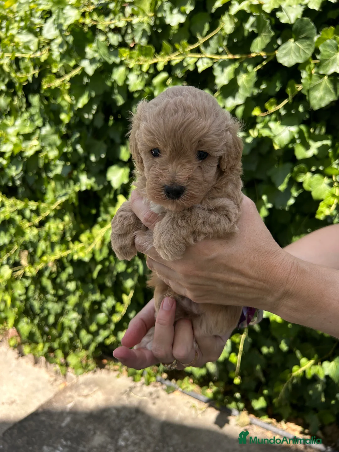 Maltipoo perros en venta: maltipoo - Anuncio 6