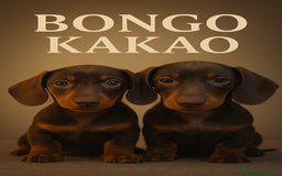 Teckel Miniatura perros en venta: 🍀 Cacao y Bongo – Pequeños teckel de alma dulce🐾 - Imagen 9