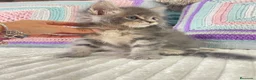 Maine Coon gatos en venta: Rey- Diez cattery  - Anuncio 8