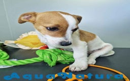 Jack Russell Terrier perros en venta: Jack Russel Macho JMU 7729 AQUANATURA - Imagen 4