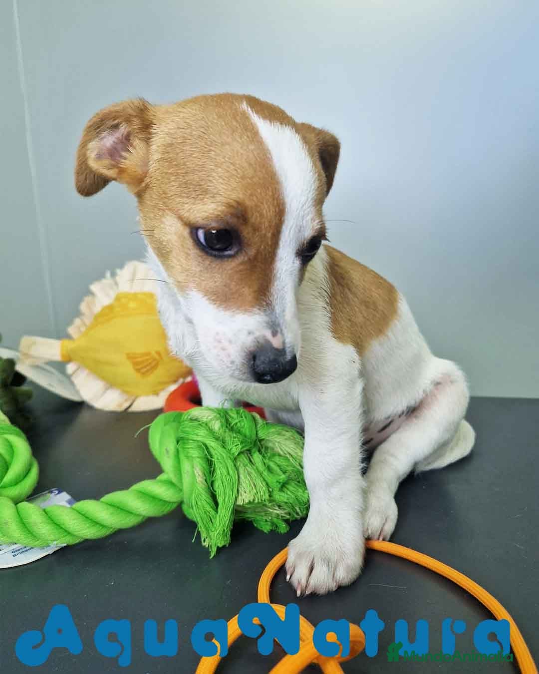Jack Russell Terrier perros en venta: Jack Russel Macho JMU 7729 AQUANATURA - Imagen 4