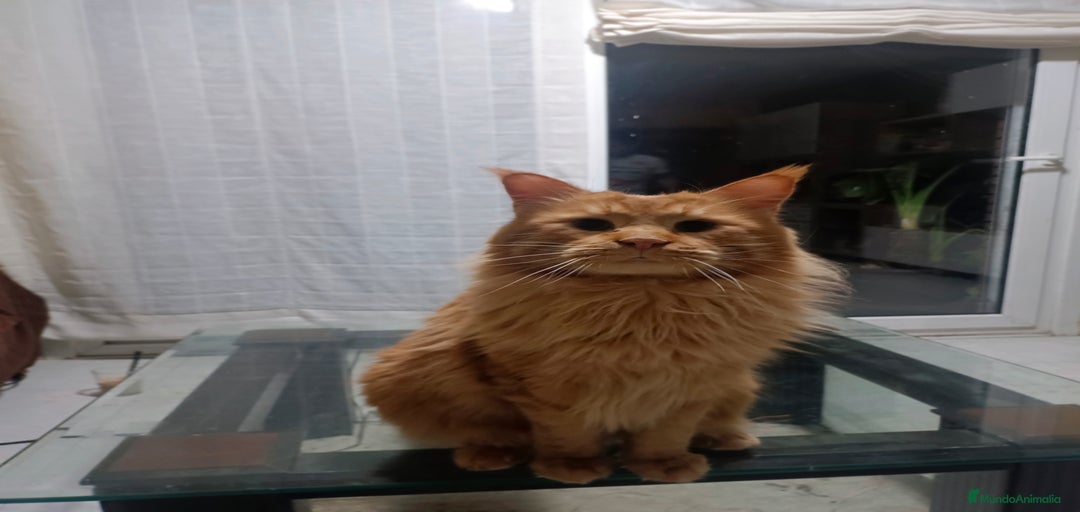 Imagen de galería {{count}}