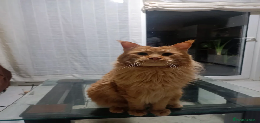 Imagen de galería {{count}}