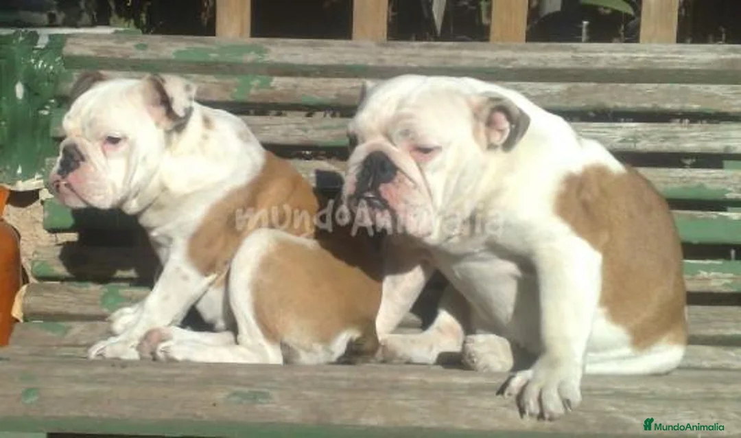 Imagen de galería {{count}}