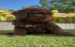 Perro de Agua Español perros en venta: PERRO DE AGUA HEMBRA - Imagen 17
