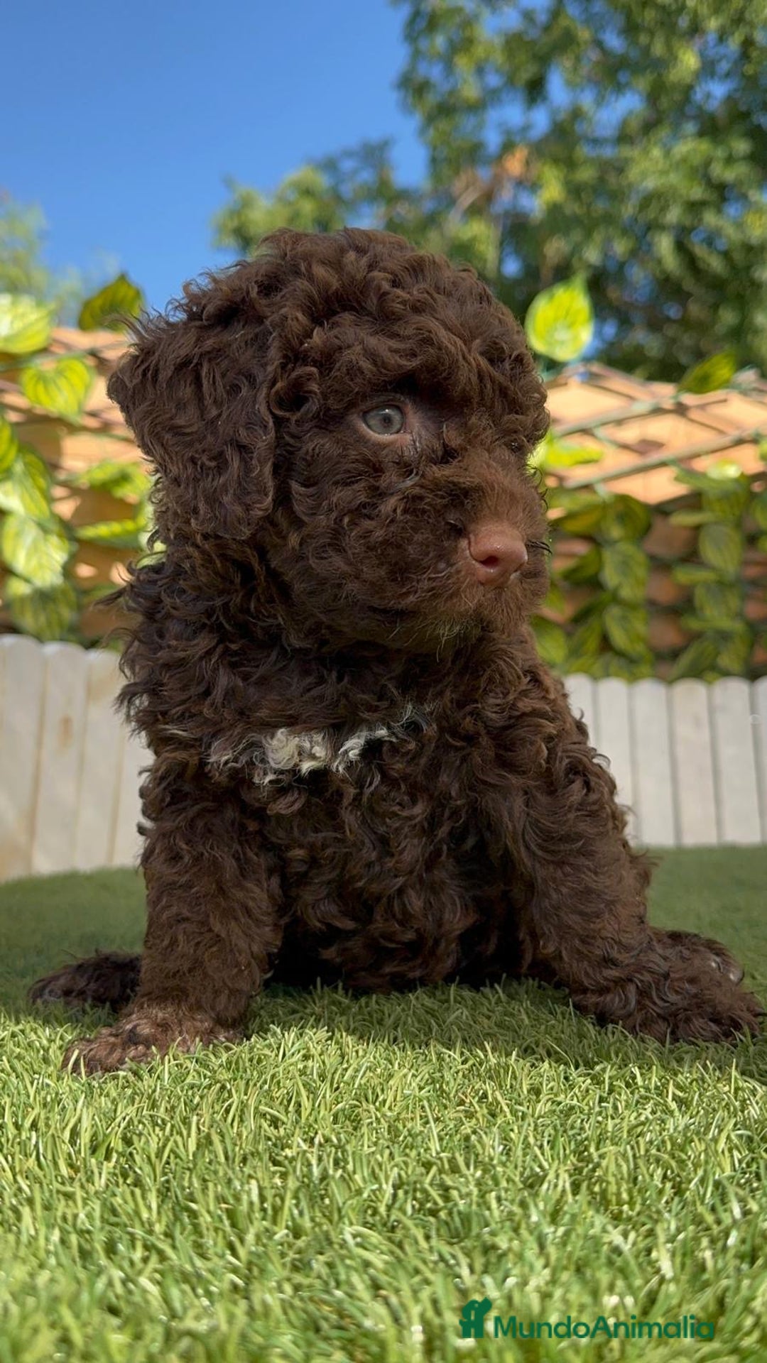Perro de Agua Español perros en venta: PERRO DE AGUA HEMBRA - Imagen 17