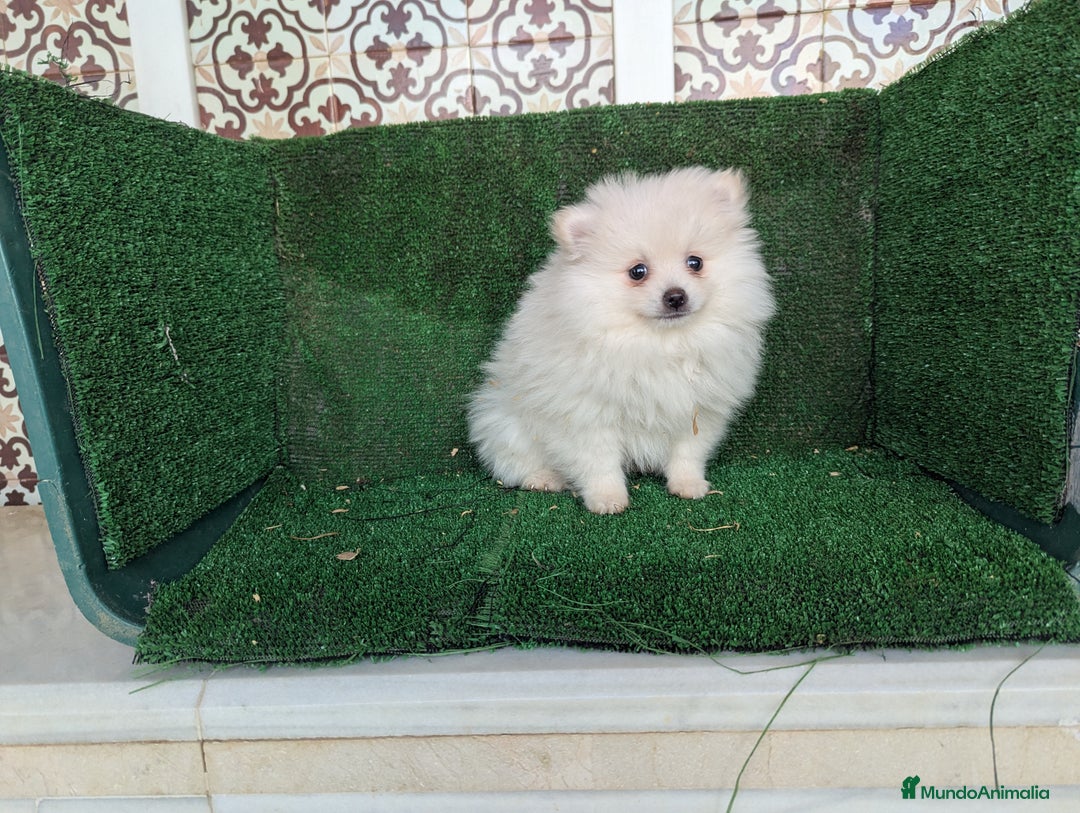 Pomerania perros en venta: Se vende macho pomeriania  - Anuncio 3