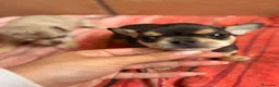 Chihuahua perros en venta: Chihuahua macho Bluemerle🩵🐾🐶 - Anuncio 3