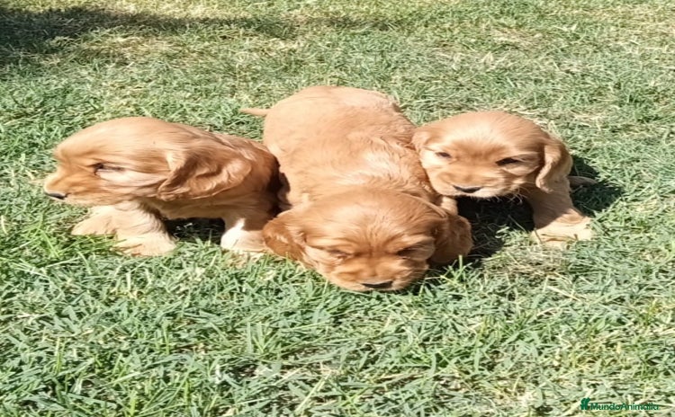 Cocker Spaniel Inglés perros - Anuncio 1