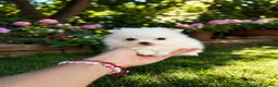 Pomerania perros en venta: PRECIOSA PAREJA DE POMERANIA  - Anuncio 3