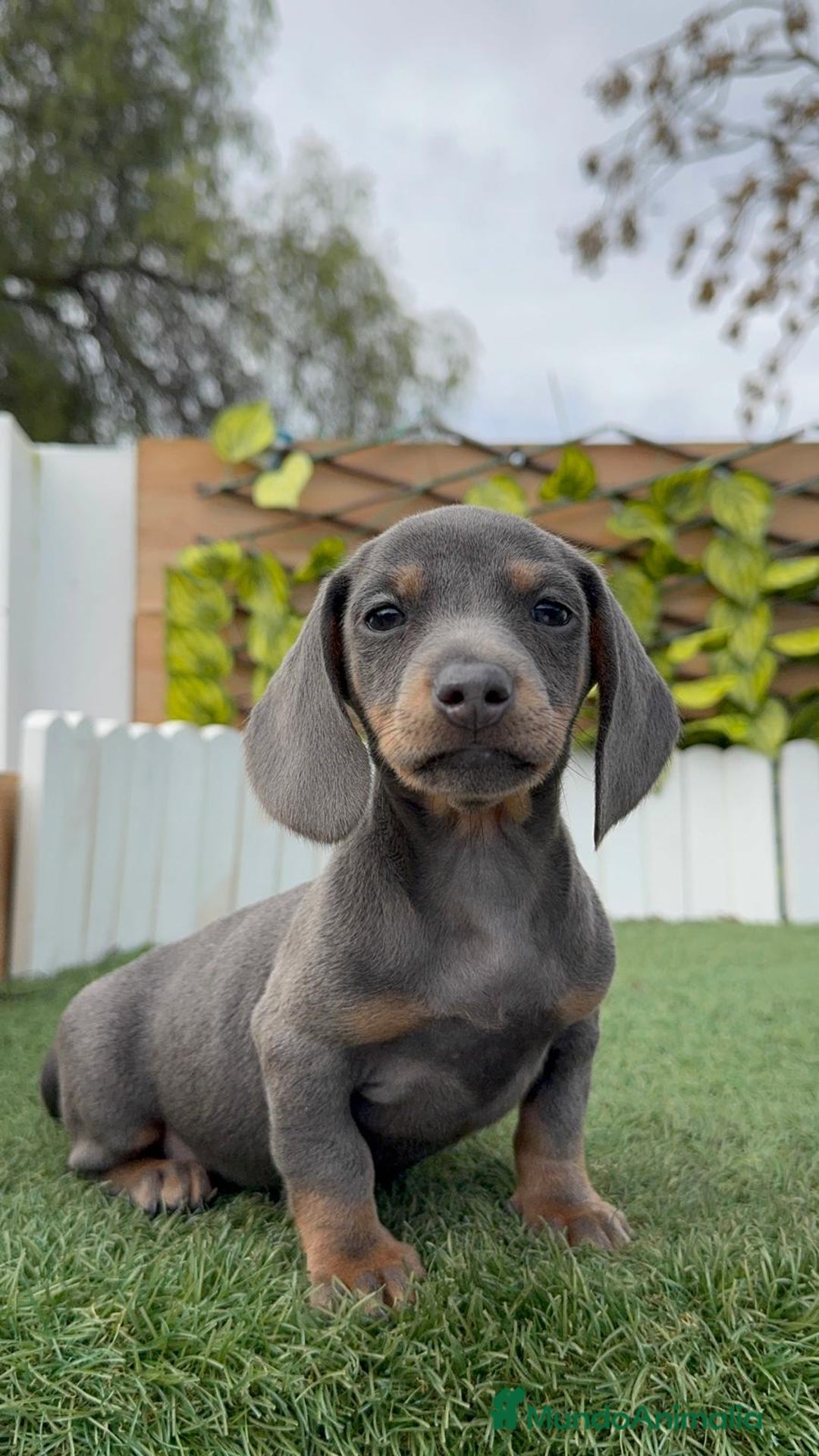 Teckel Miniatura perros en venta: TECKEL MINIATURA BLUE AND TAN - Anuncio 1