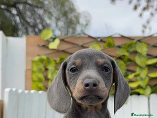 Teckel Miniatura perros TECKEL MINIATURA BLUE AND TAN - Anuncio 10