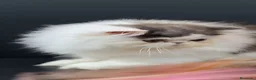 Persa gatos en venta: Precioso Gatito persa - Anuncio 3