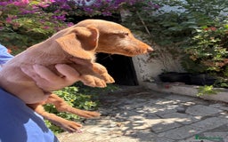 Teckel Miniatura perros en venta: Teckels pelo duro mini  - Imagen 2