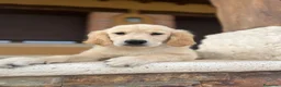 Golden Retriever perros en venta: Golden retriever  - Anuncio 2