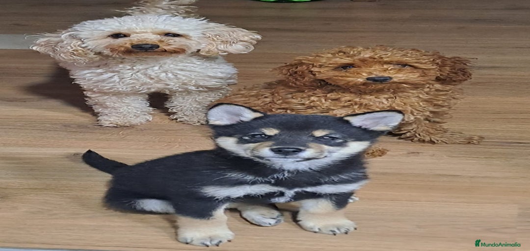 Imagen de galería {{count}}