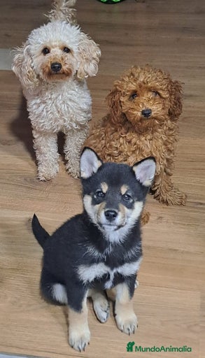 Imagen de galería {{count}}