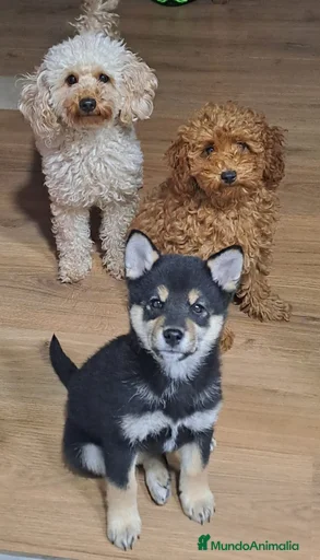 Imagen de galería {{count}}