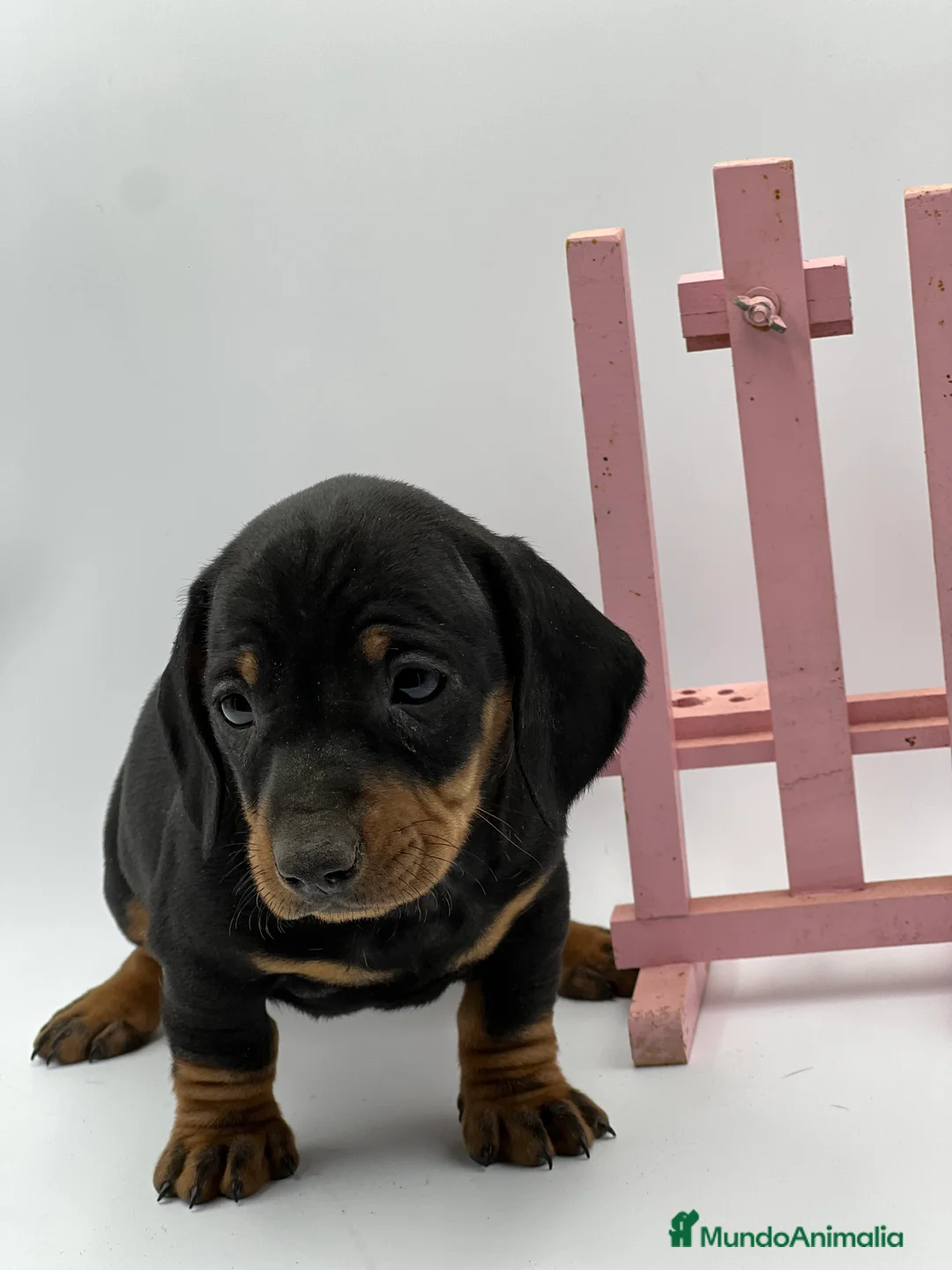 Teckel Miniatura perros en venta: Teckel puppy  en Ciudad Real - Anuncio 6