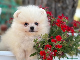 Pomerania perros - Anuncio 6