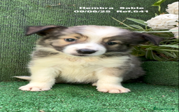 Border Collie perros en venta: BORDER COLLIE DE VILLA BIZNAGA - Imagen 7
