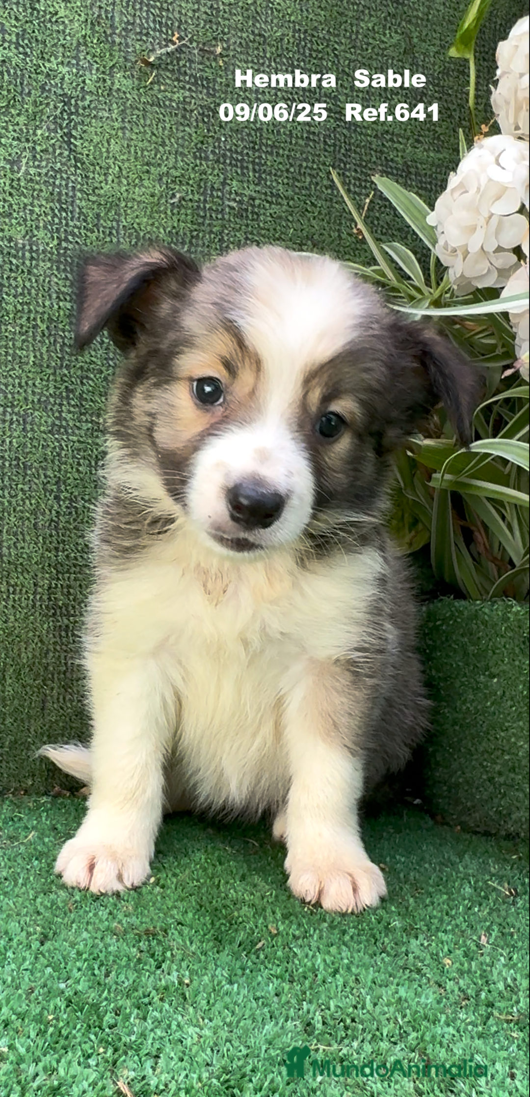 Border Collie perros en venta: BORDER COLLIE DE VILLA BIZNAGA - Imagen 7