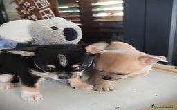 Chihuahua perros en venta: Chihuahua macho  - Anuncio 2