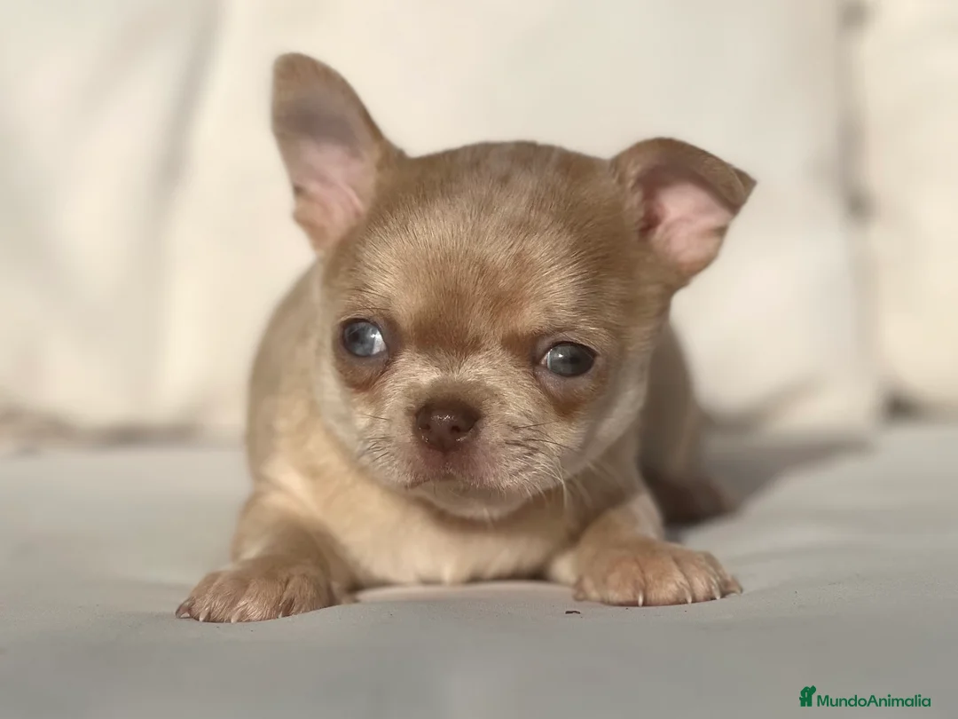 Chihuahua perros en venta: CHIHUAHUA MERLE DORADO LÍNEA RUSA CABEZA DE MANZAN - Anuncio 3