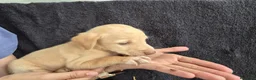 Podenco Andaluz perros en venta: Cachorros podenco andaluz puro - Anuncio 13