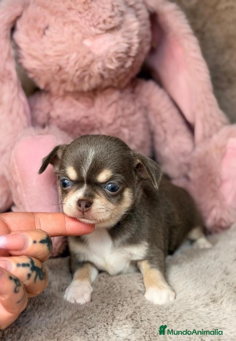 Chihuahua perros Preciosa chihuahua🩷🐾 - Anuncio 2