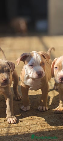 American Bully perros - Anuncio 8