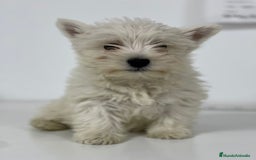 West Highland White Terrier perros en venta: WESTY - Imagen 1