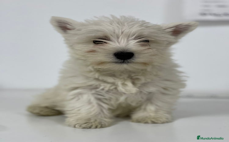 West Highland White Terrier perros - Propaganda 16