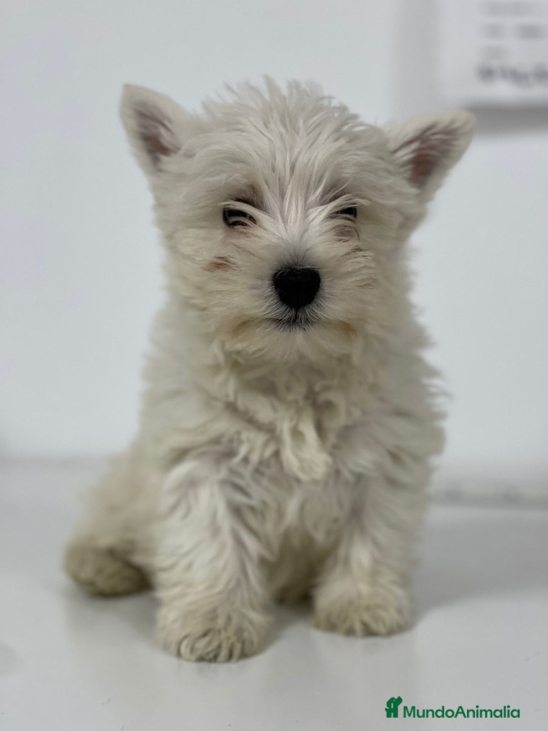West Highland White Terrier perros en venta: WESTY - Imagen 1