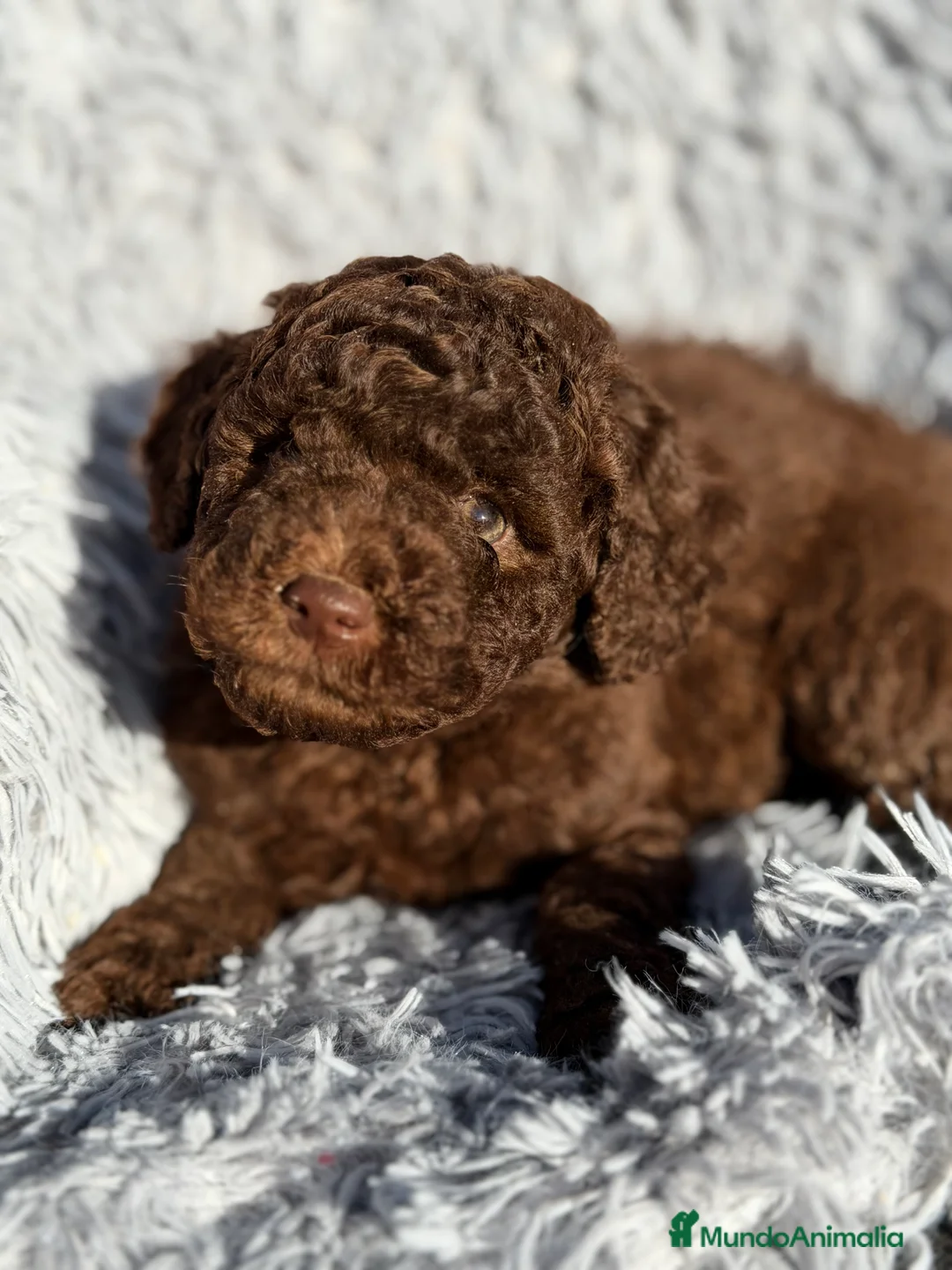 Caniche Enano perros en venta: Caniche enano chocolate  - Anuncio 5