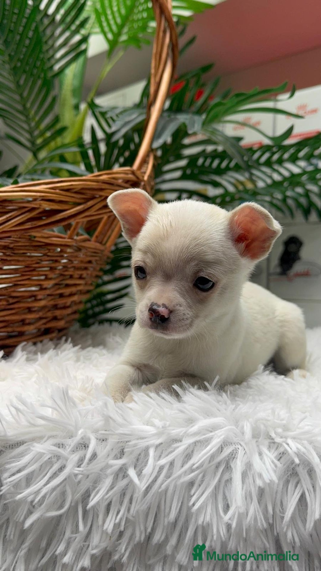 Chihuahua perros en venta: CHIHUAHUA MACHO - Anuncio 16