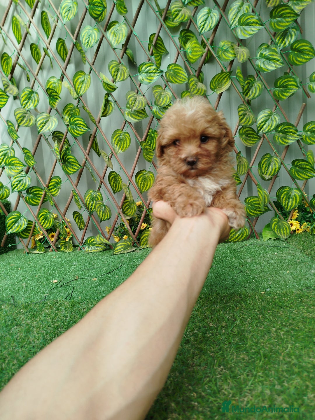 Maltipoo perros en venta: Maltipoo  - Imagen 3