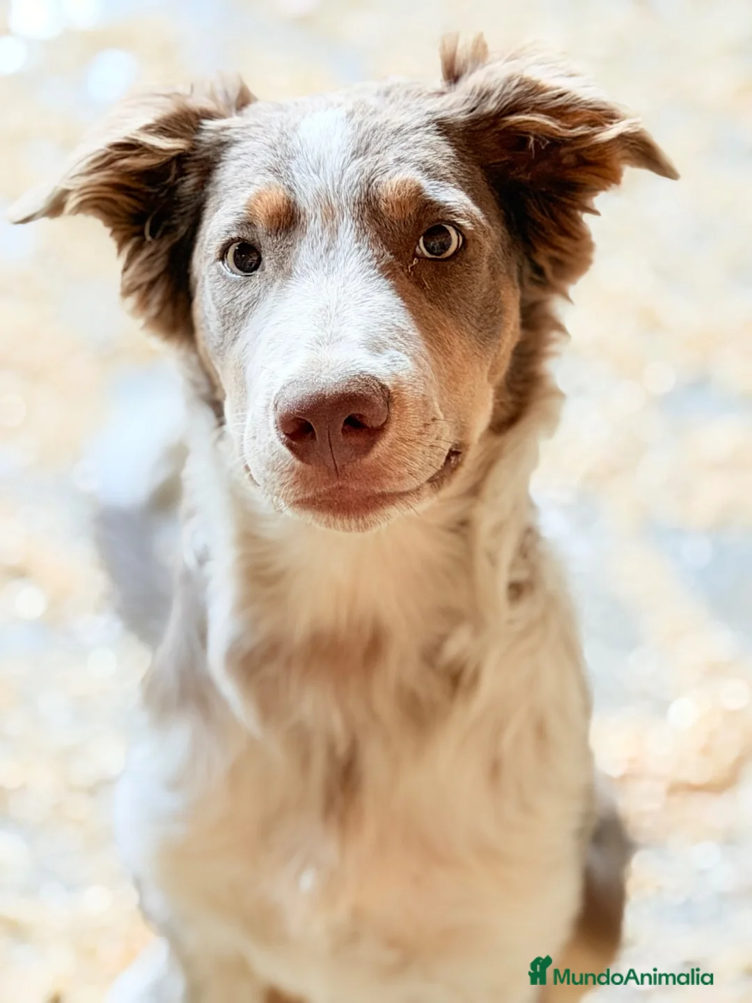 Border Collie perros en venta: Border collie Lilac económico  - Anuncio 2