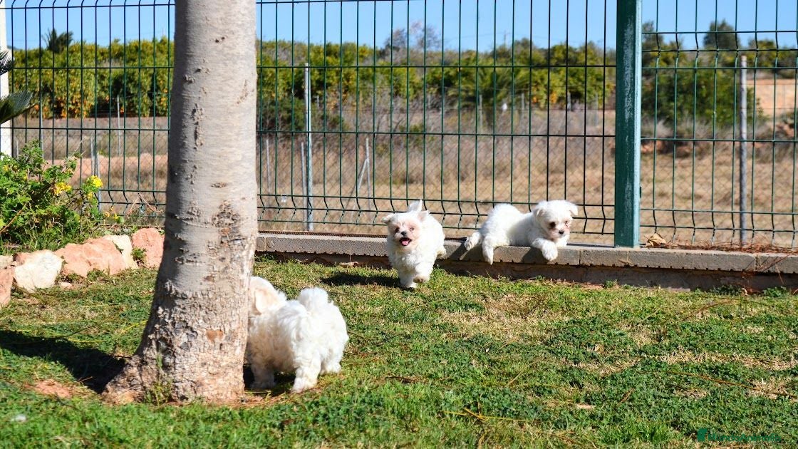 Bichón Maltés perros BICHON MALTES - Anuncio 1