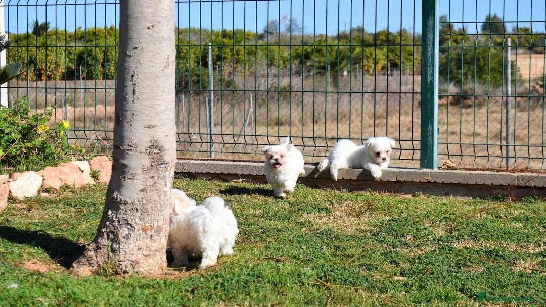 Bichón Maltés perros en venta: BICHON MALTES - Anuncio 1