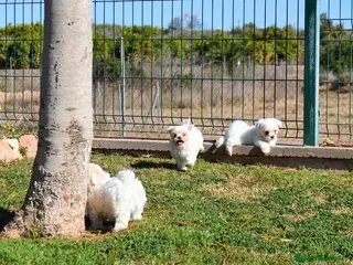 Bichón Maltés perros BICHON MALTES - Anuncio 1