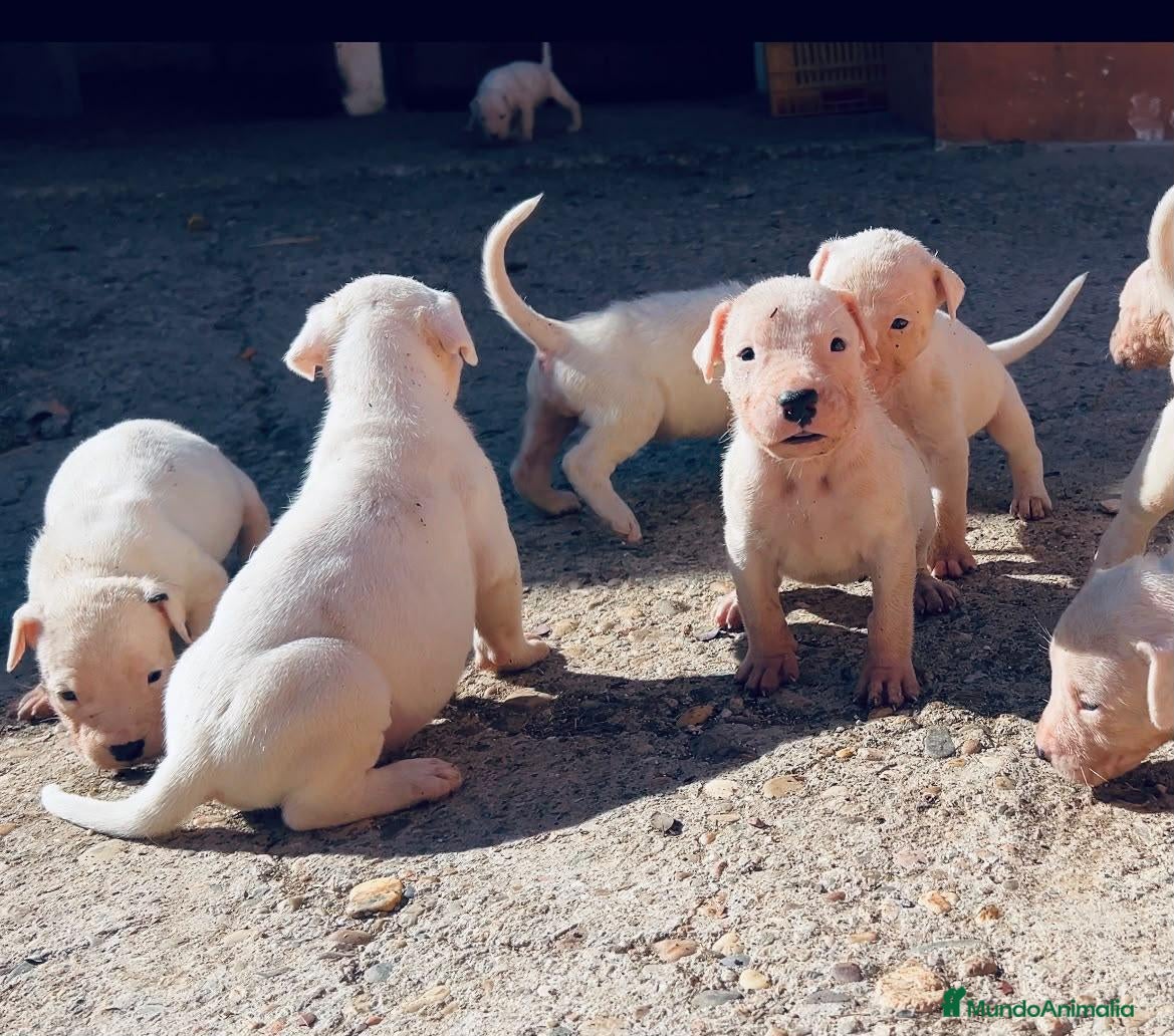 Dogo Argentino perros Dogo argentino - Anuncio 2