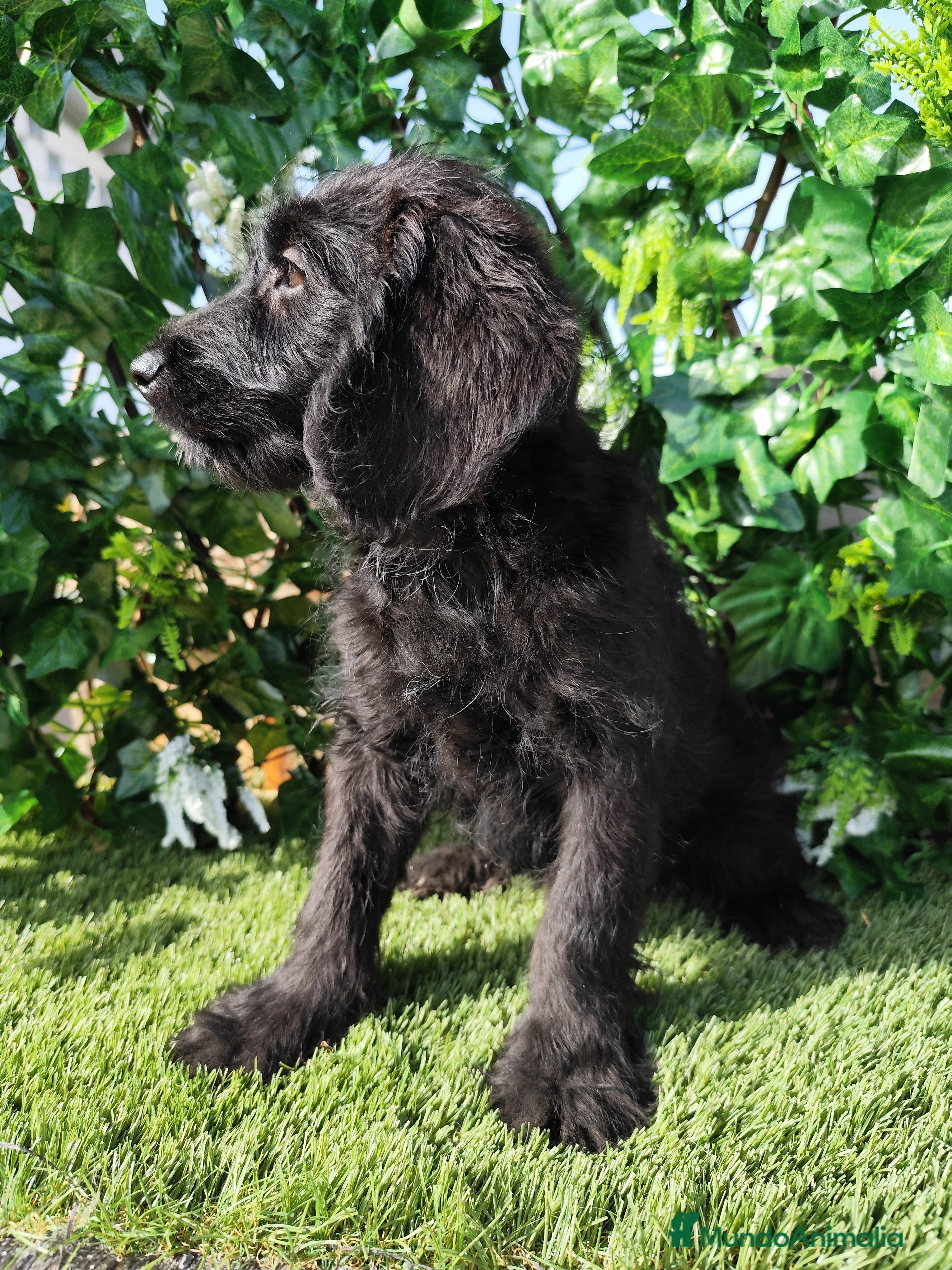 Labradoodle perros Labradoodle  - Anuncio 1