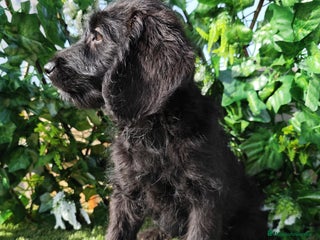 Labradoodle perros Labradoodle - Anuncio 1