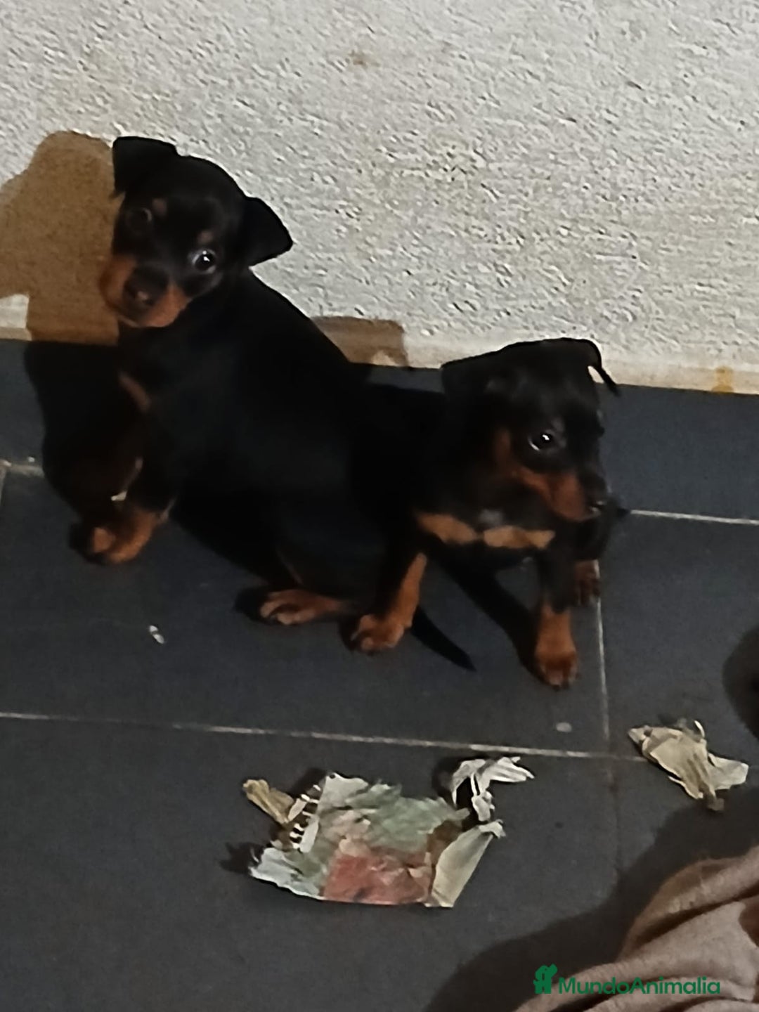 Pinscher Miniatura perros en venta: Cachorros pincher  - Imagen 2