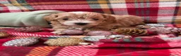 Maltipoo perros en venta: Maltipoo bicolor muy bonito!!! - Anuncio 8