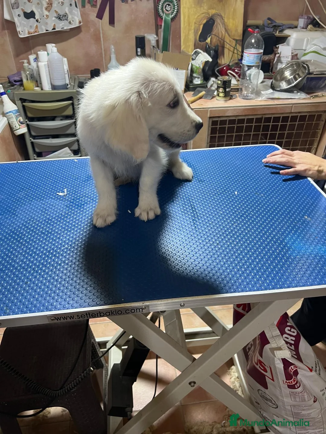 Golden Retriever perros en venta: Cachorros golden retriever  - Anuncio 5