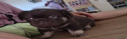 Bulldog Francés perros en venta: Bulldog frances fluffy - Anuncio 14