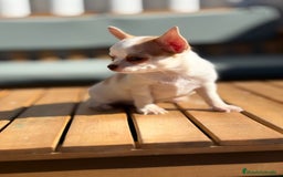 Chihuahua perros en venta: Chihuahua toy cabeza manzana 🍏 - Imagen 2