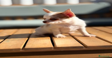 Chihuahua perros - Propaganda 16